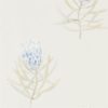 Protea Flower 216327